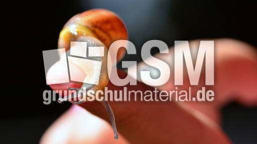 Bänderschnecke (12).jpg